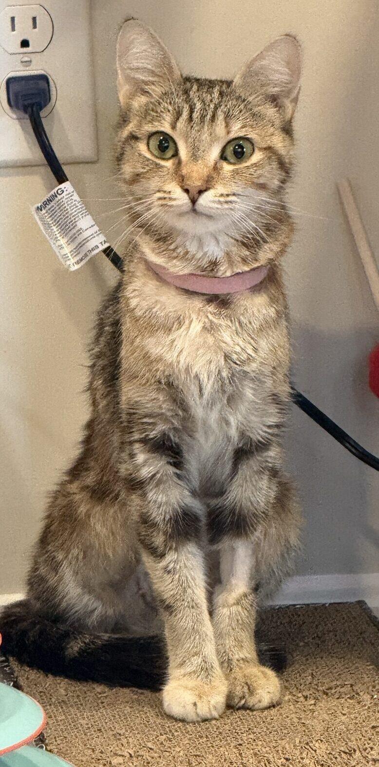 Rosie, ADOPTABLE, Young Female Tabby.