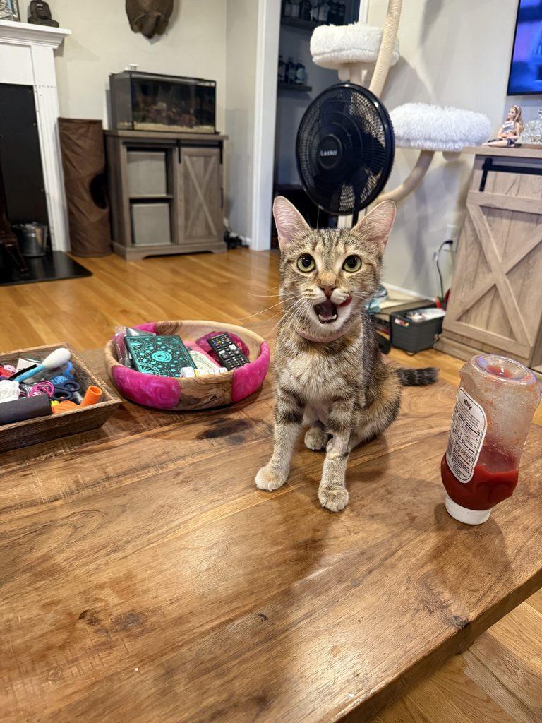 Rosie, a ADOPTABLE Tabby in Medford, MA image 6/6