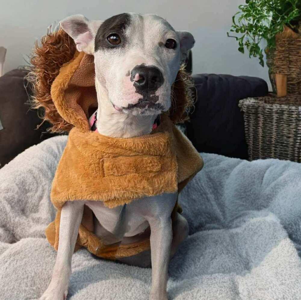 Enlarge Noodle, a Adoptable mixed breed in Hagerstown, MD image 3/5