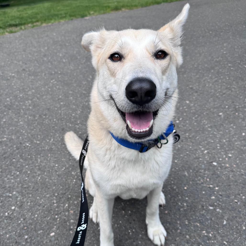 June, Adoptable, Adult Female Shepherd & Mixed Breed.