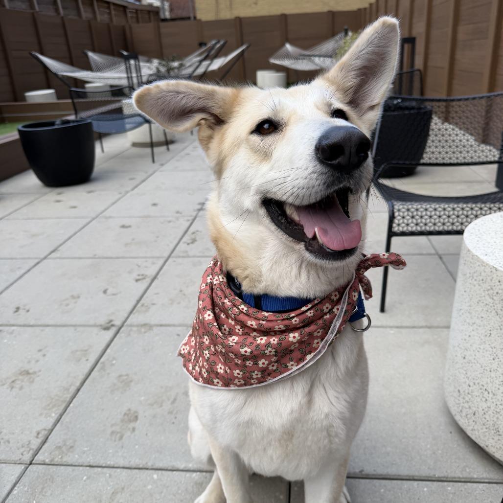 Enlarge June, a Adoptable mixed breed in Califon, NJ image 5/6