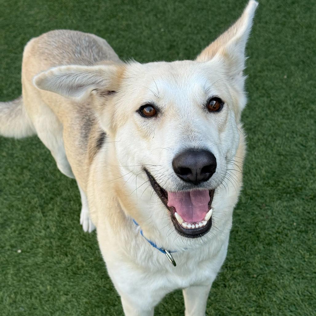 Enlarge June, a Adoptable mixed breed in Califon, NJ image 2/6