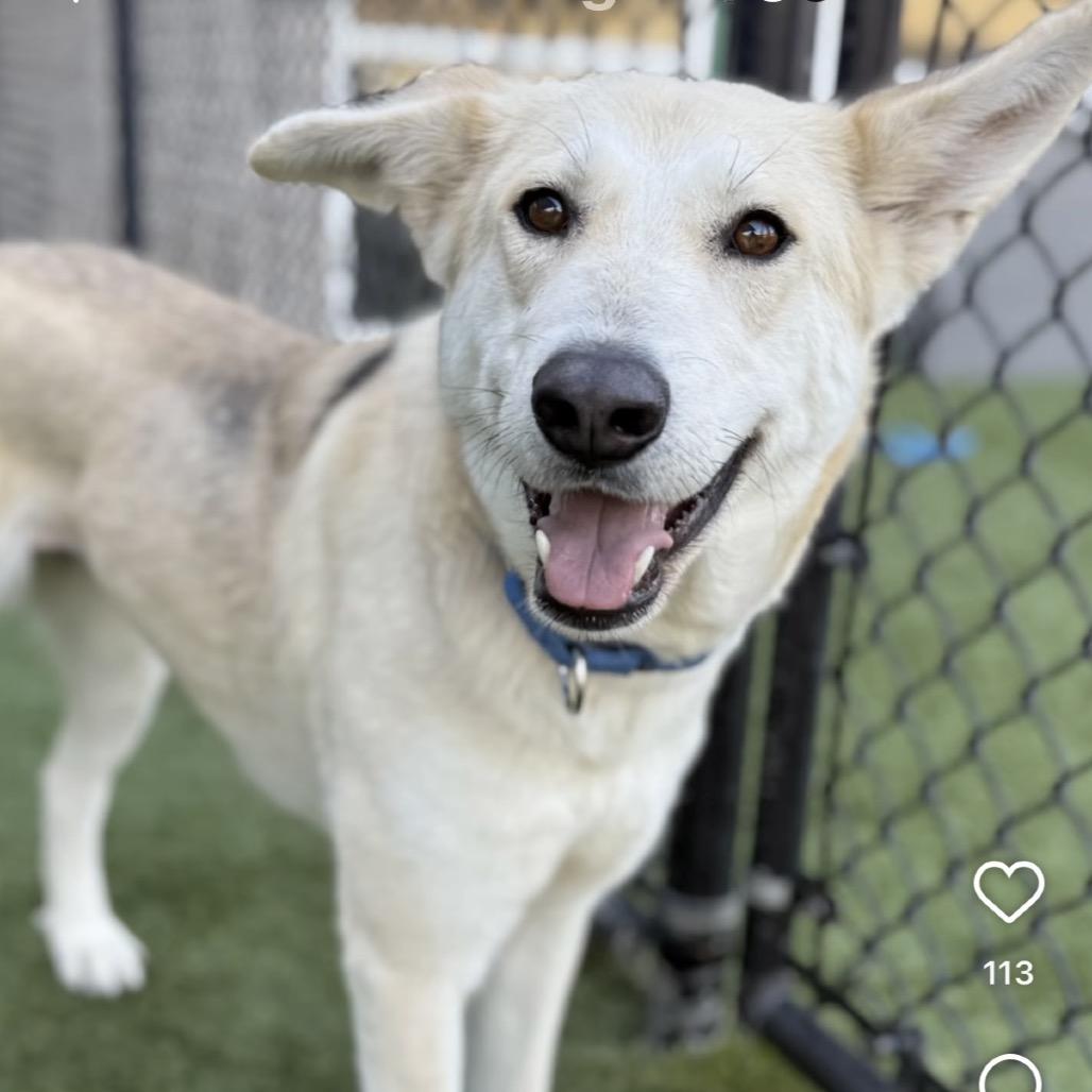Enlarge June, a Adoptable mixed breed in Califon, NJ image 6/6
