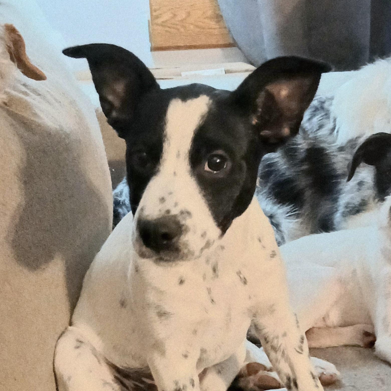 Enlarge Selah, a Adoptable Mixed Breed in Kenosha, WI image 2/5