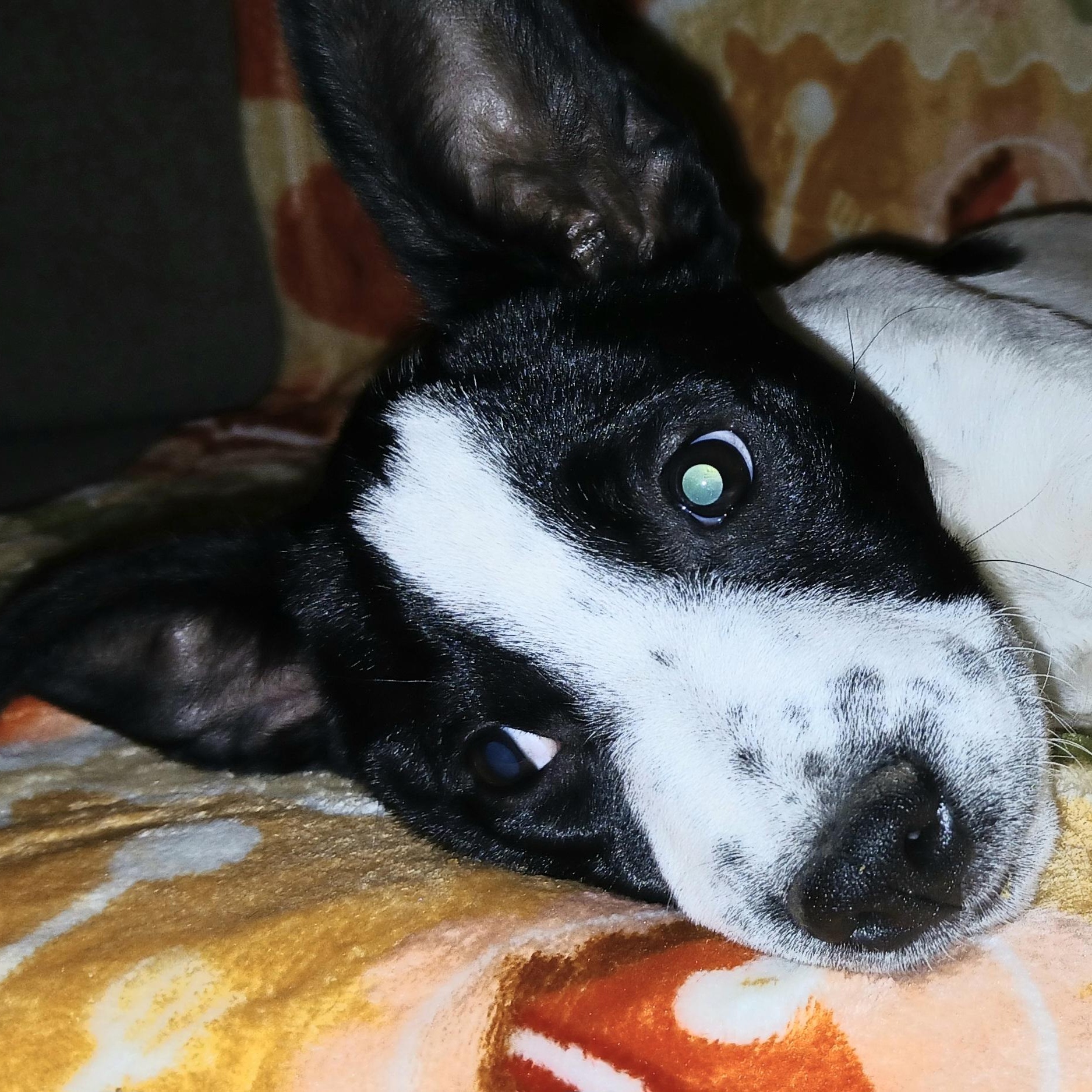 Enlarge Selah, a Adoptable Mixed Breed in Kenosha, WI image 3/5