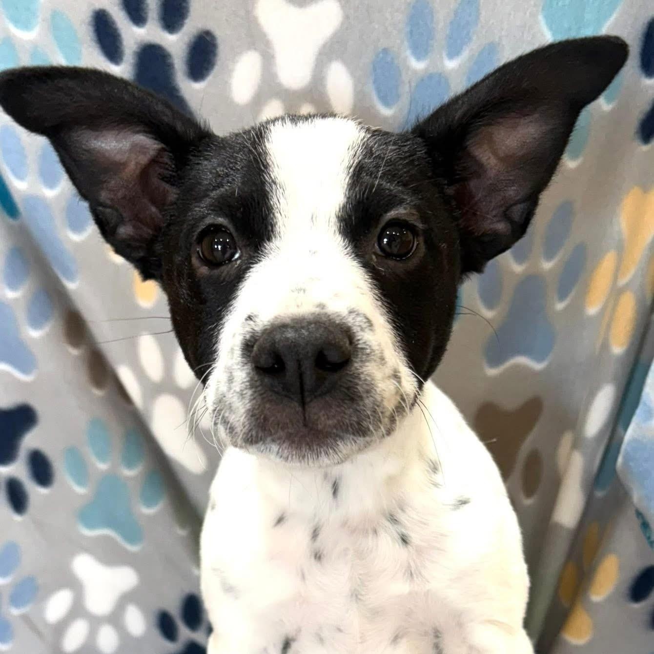 Enlarge Selah, a Adoptable Mixed Breed in Kenosha, WI image 1/5