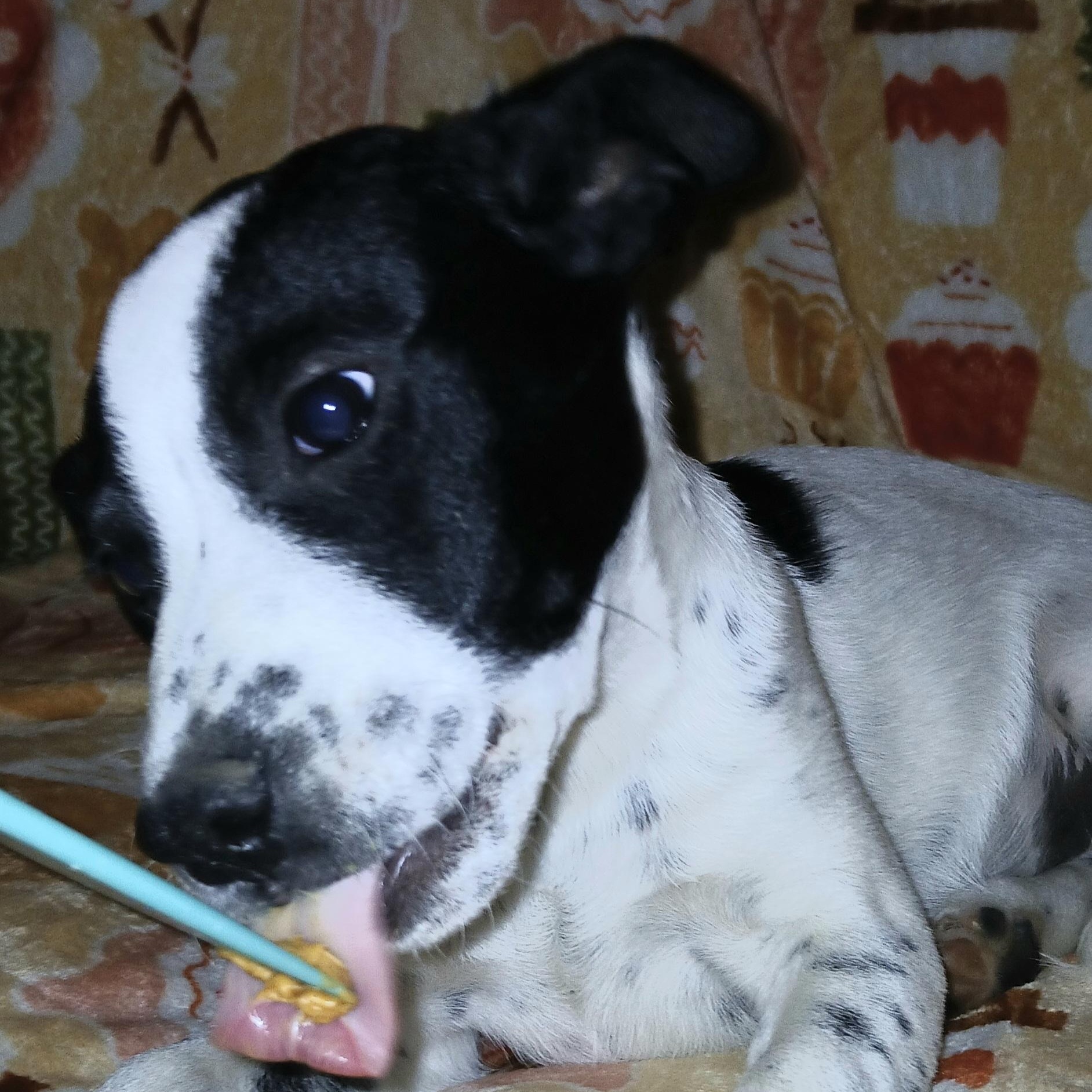 Enlarge Selah, a Adoptable Mixed Breed in Kenosha, WI image 4/5