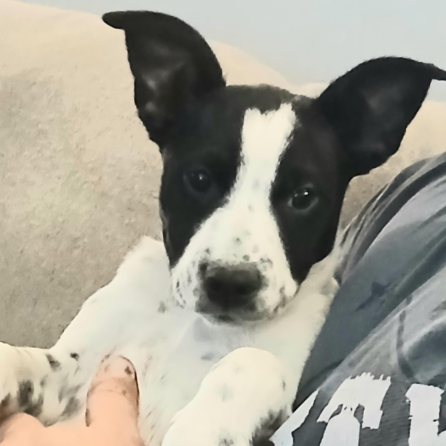 Enlarge Selah, a Adoptable Mixed Breed in Kenosha, WI image 5/5