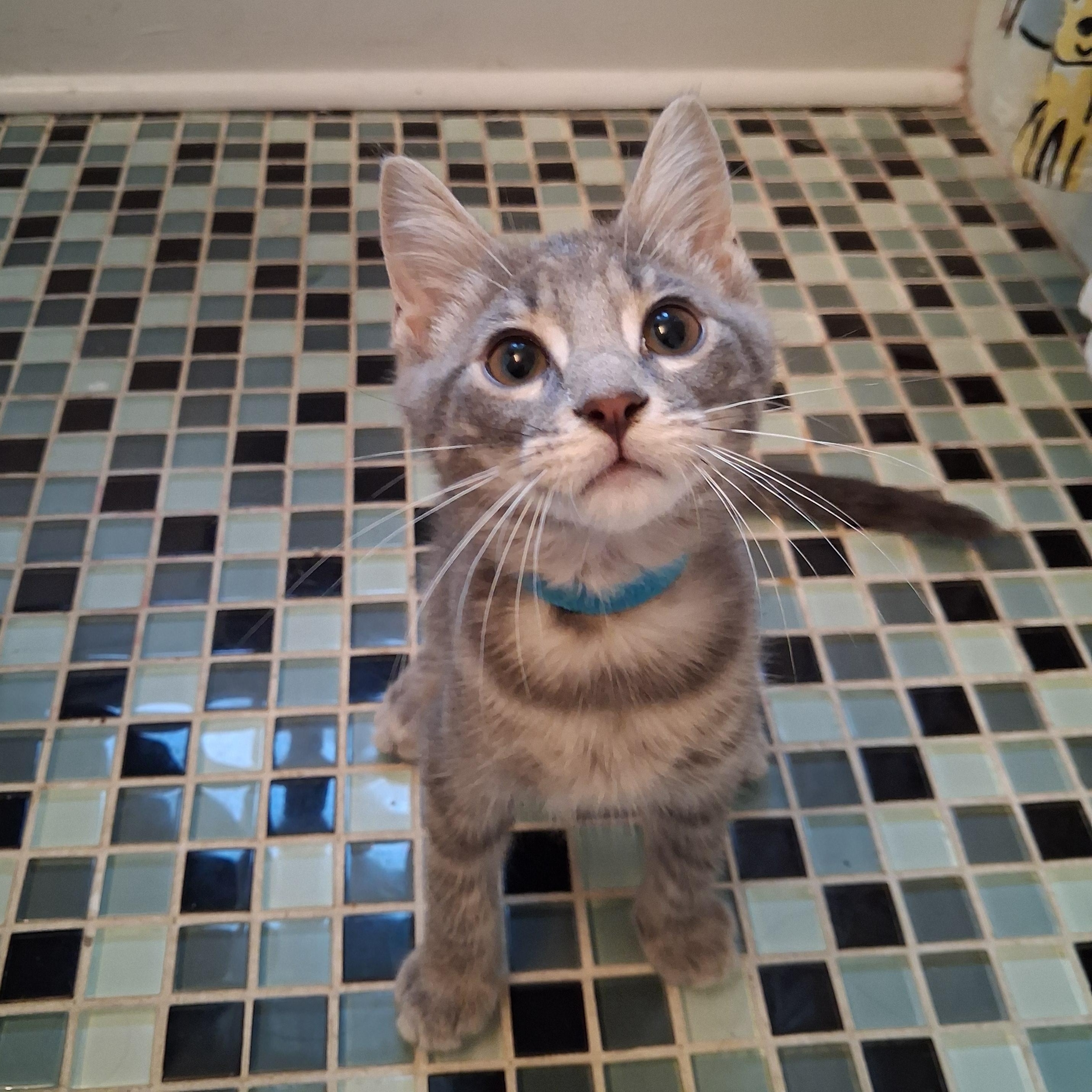 Enlarge Clover, a Adopted mixed breed in Pittsburgh, PA image 1/2