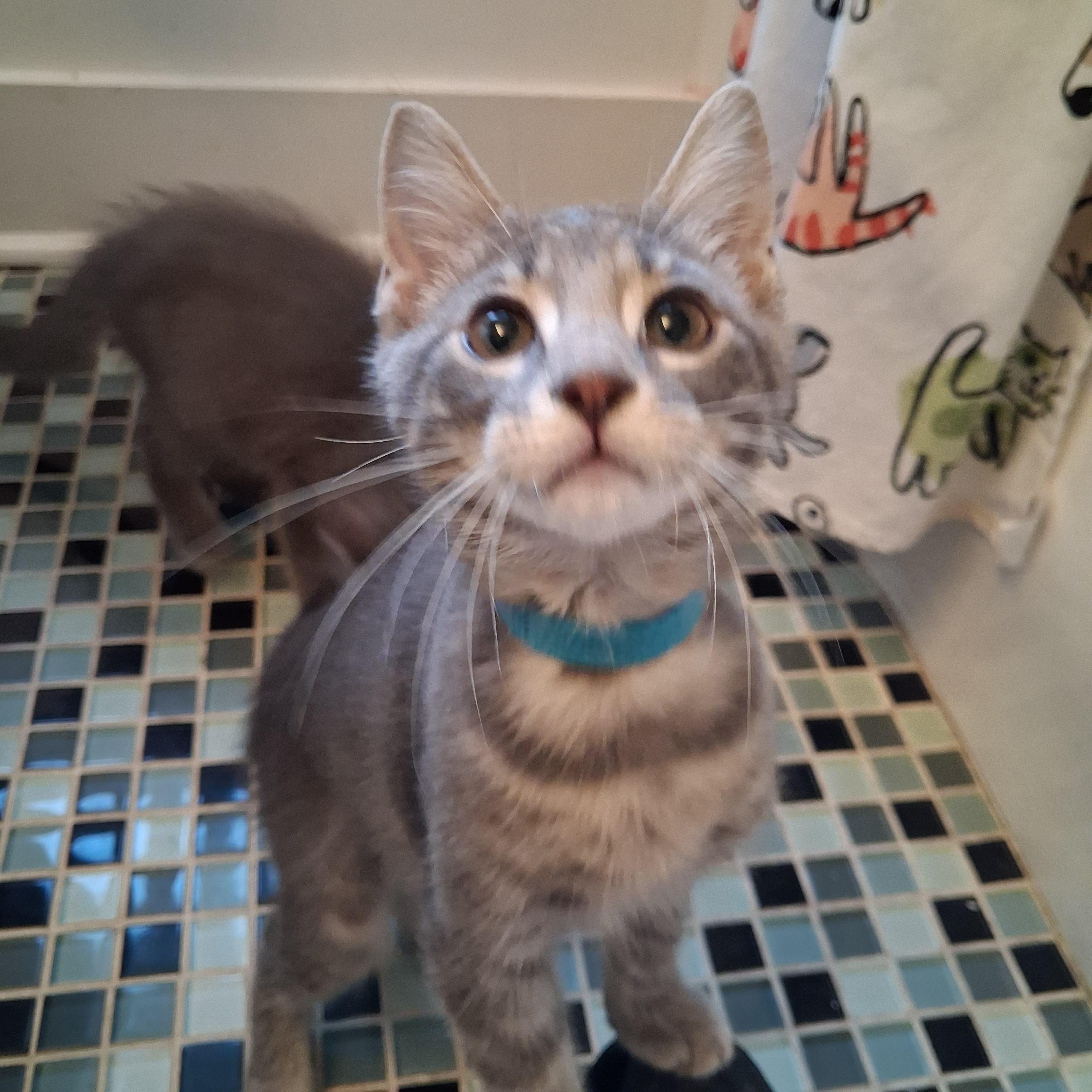 Enlarge Clover, a Adopted mixed breed in Pittsburgh, PA image 2/2