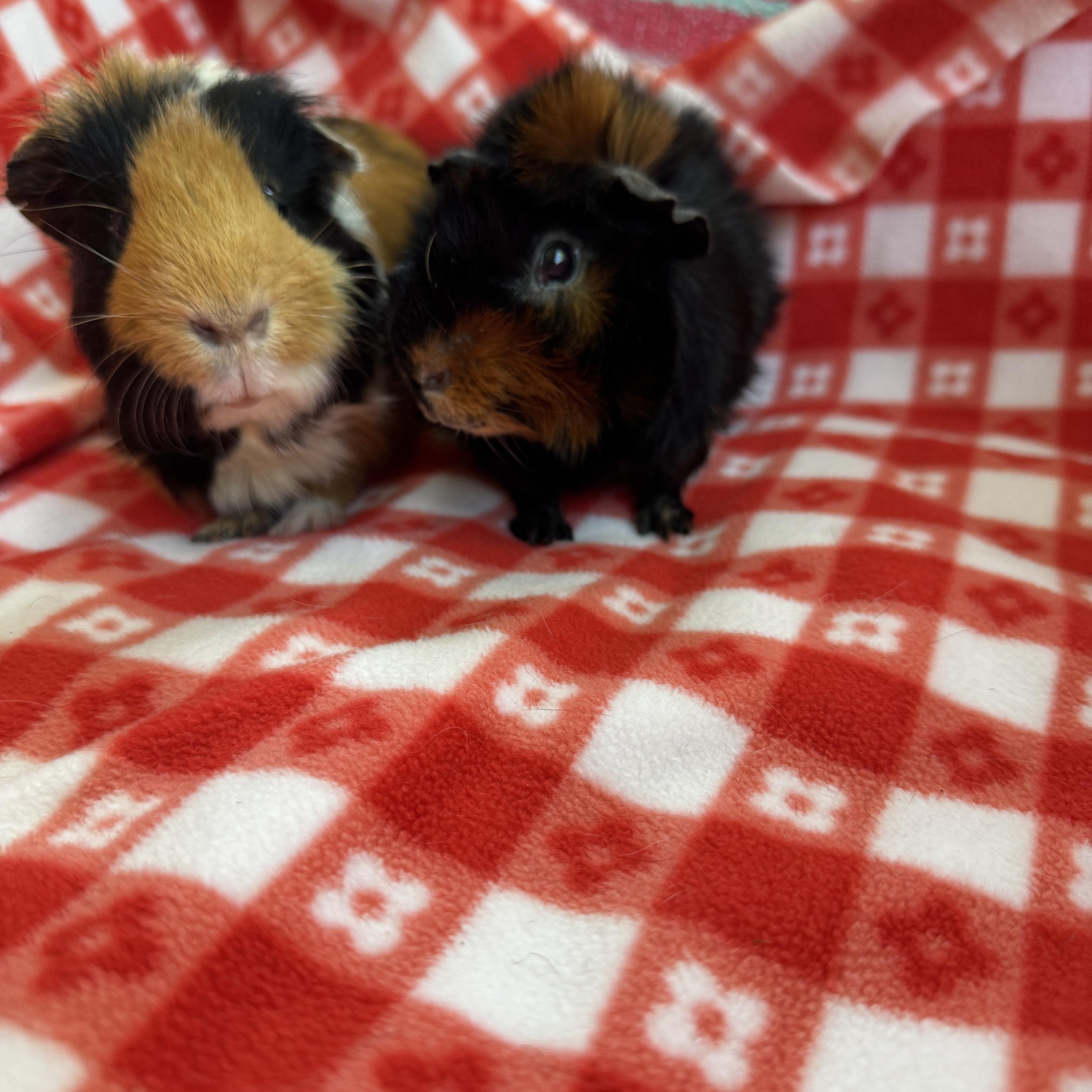 Zeus and Apollo 2
