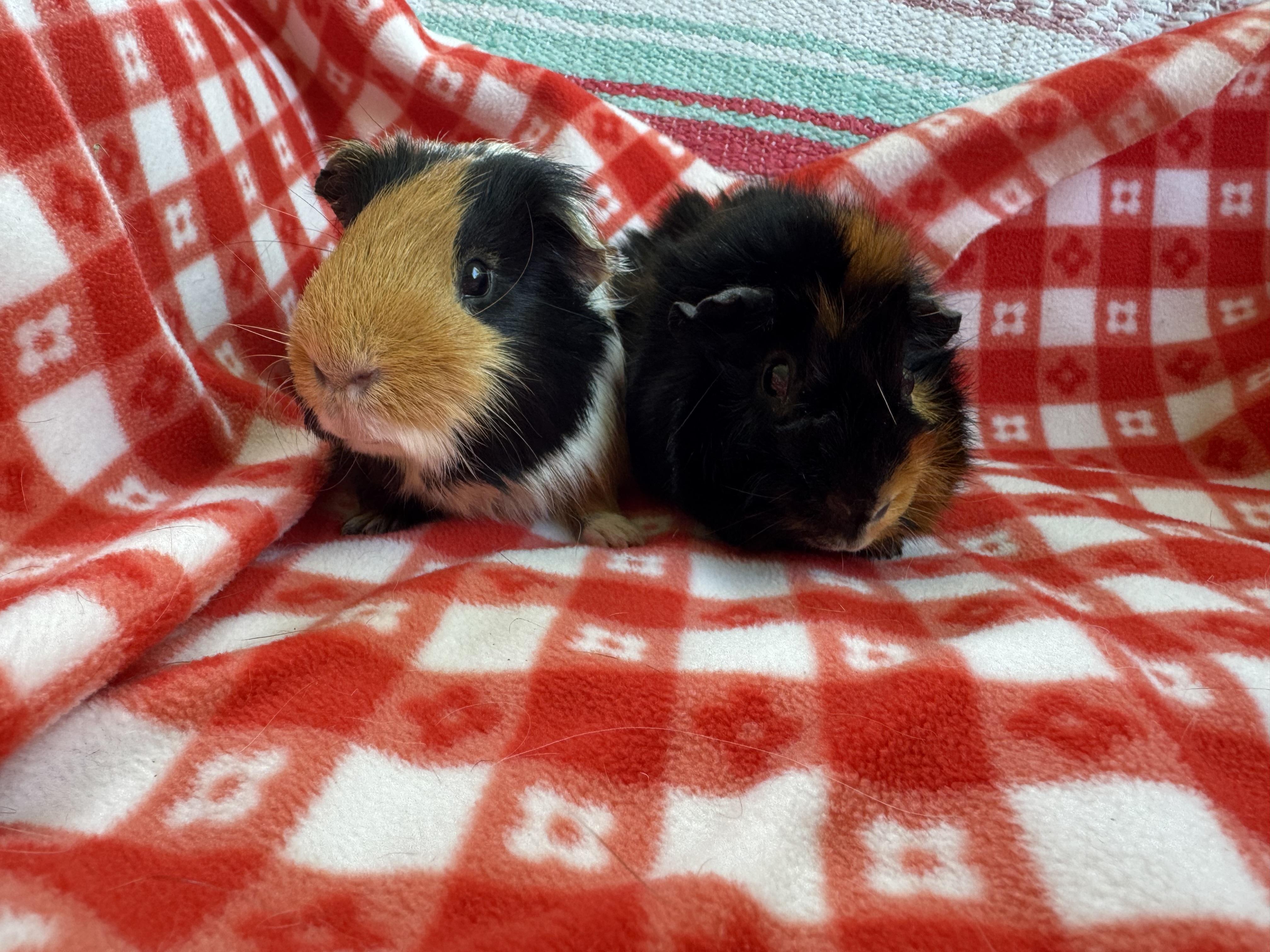 Zeus and Apollo