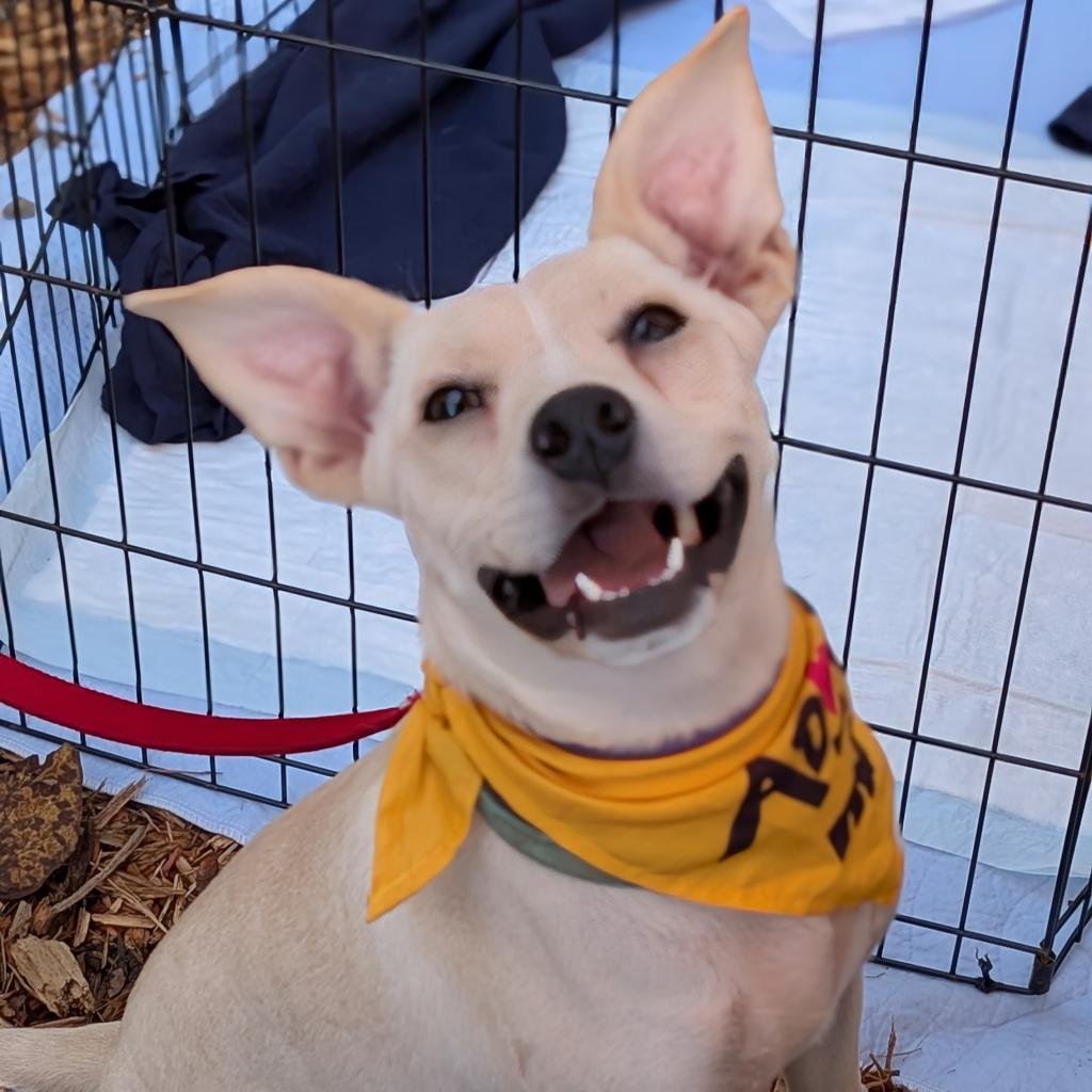 Enlarge Ellis, a Adoptable Mixed Breed in Raleigh, NC image 3/6