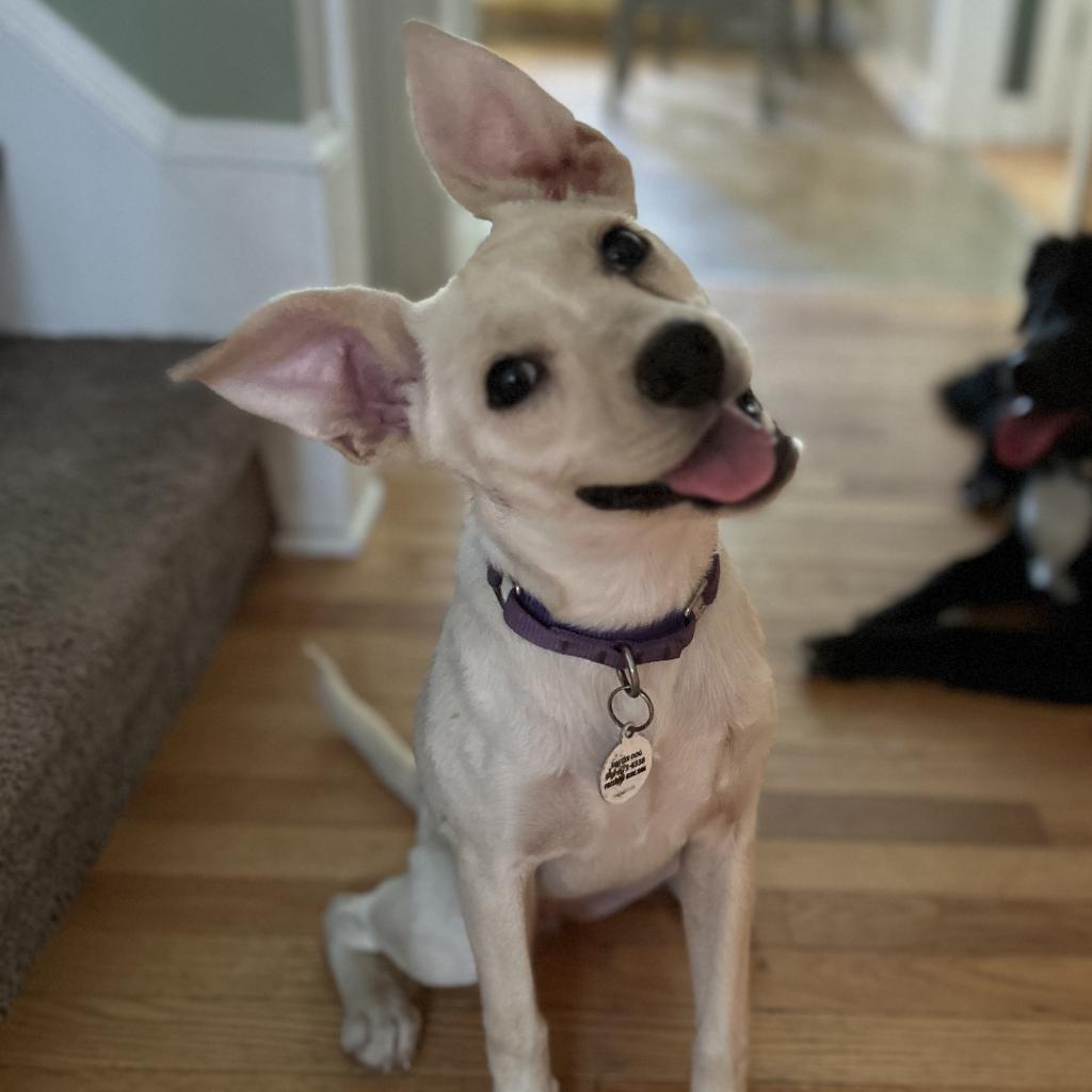 Enlarge Ellis, a Adoptable Mixed Breed in Raleigh, NC image 4/6