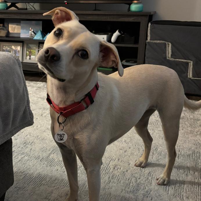 Enlarge Ellis, a Adoptable Mixed Breed in Raleigh, NC image 5/6