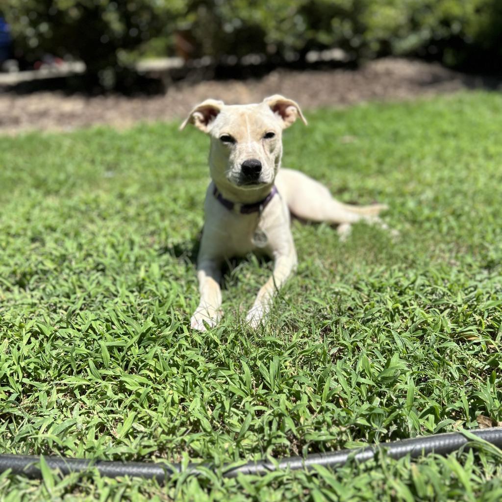 Enlarge Ellis, a Adoptable Mixed Breed in Raleigh, NC image 6/6
