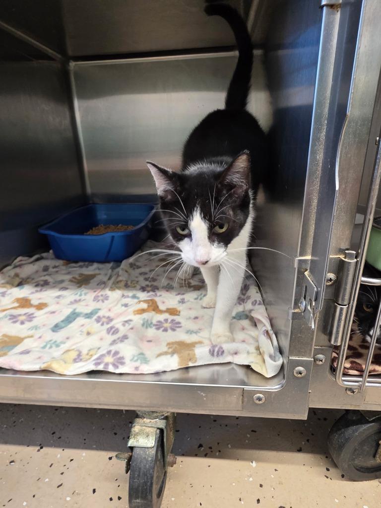 Duckie, Adoptable, Adult Female Domestic Short Hair.