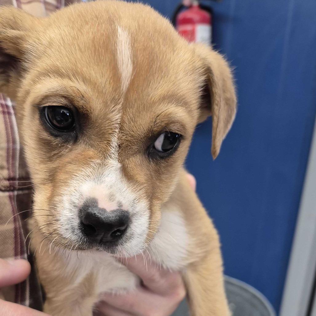 Balboa, Adoptable, Puppy Male Mixed Breed.
