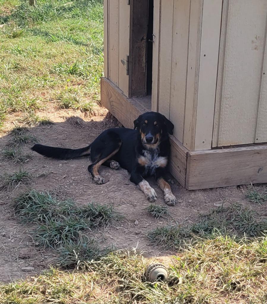 Enlarge Aspen, a Adoptable mixed breed in Lawrenceburg, TN image 1/4
