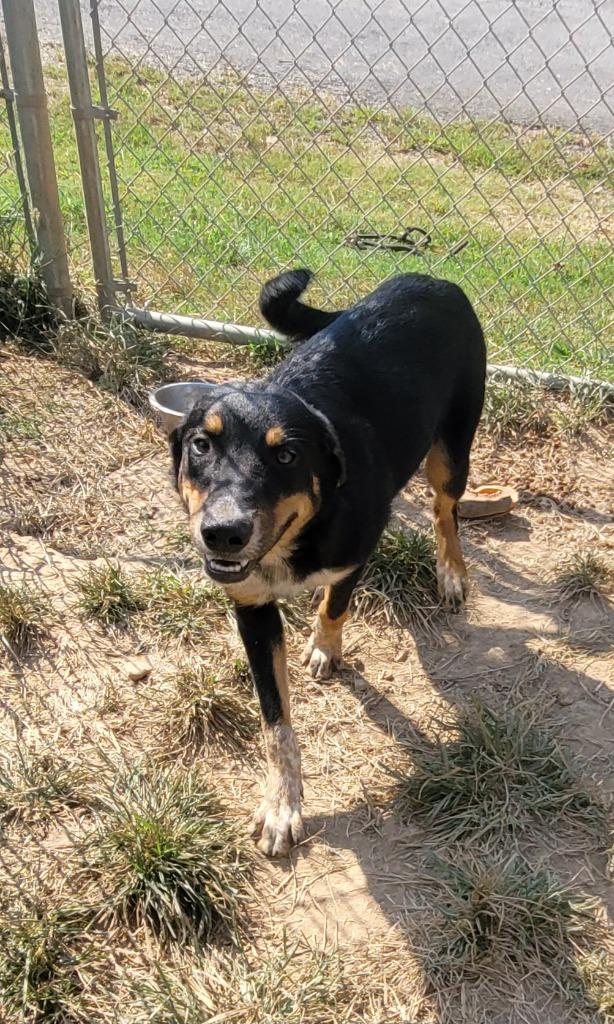 Enlarge Aspen, a Adoptable mixed breed in Lawrenceburg, TN image 2/4