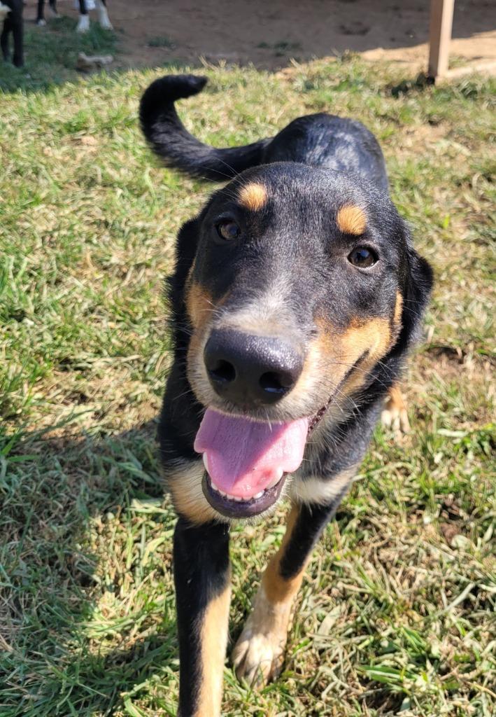 Enlarge Aspen, a Adoptable mixed breed in Lawrenceburg, TN image 4/4
