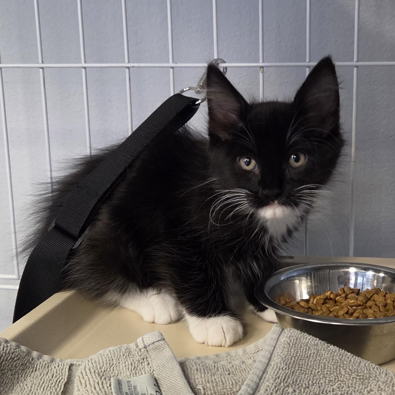 Enlarge Albert Whiskers, an adopted mixed breed in Cathedral City, CA image 2/2