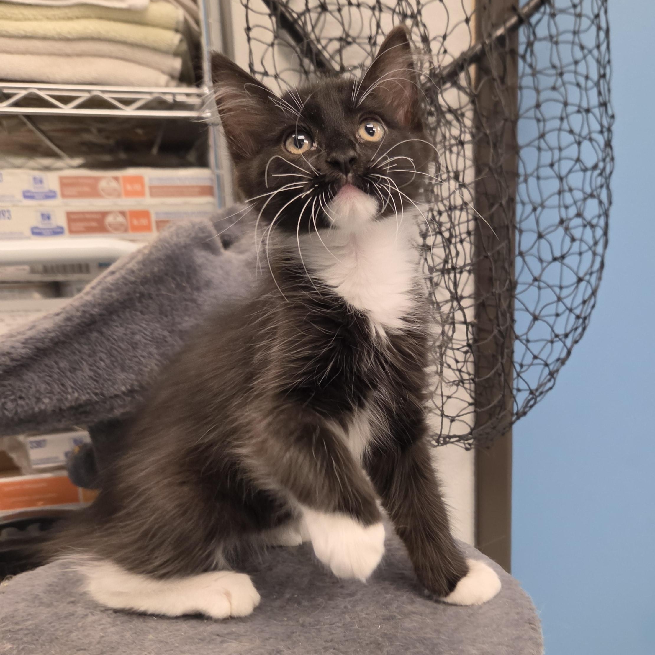 Albert Whiskers, adopted, Kitten Male Maine Coon & Domestic Long Hair.