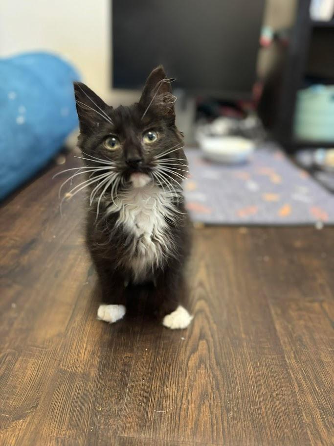 Scribble, adopted, Kitten Male Domestic Short Hair.