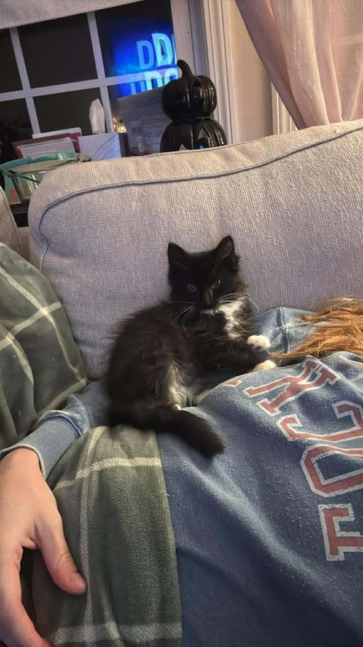 Enlarge Scribble, an adopted Domestic Short Hair in Norwich, CT image 2/3