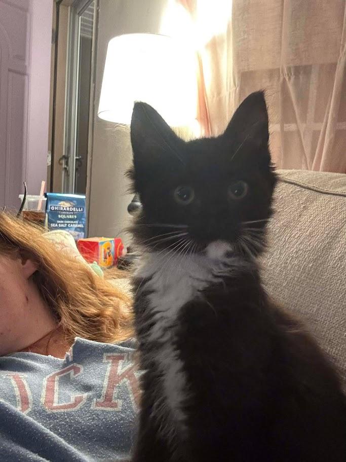 Enlarge Scribble, an adopted Domestic Short Hair in Norwich, CT image 3/3