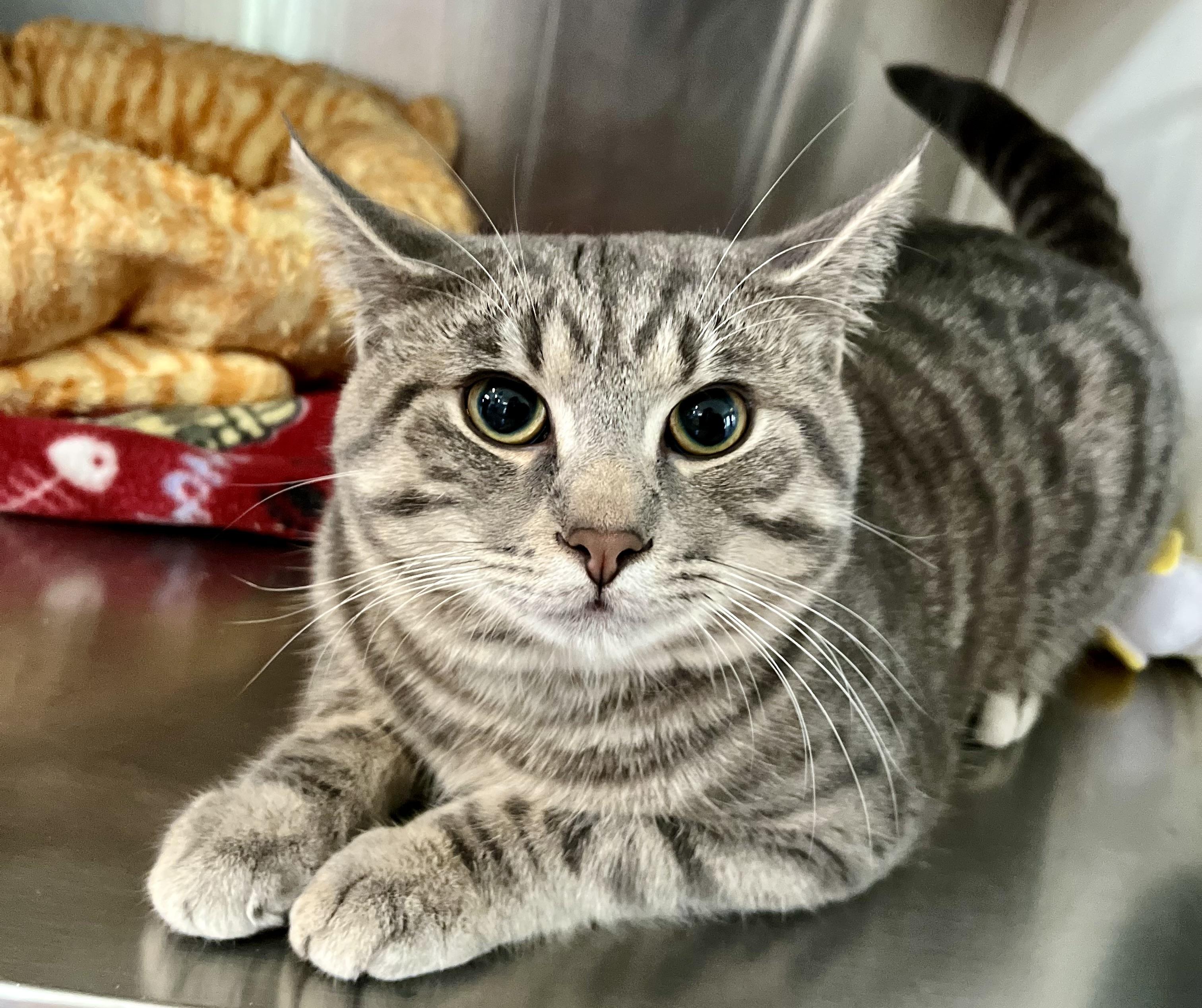 Enlarge Finn, an adoptable Domestic Short Hair in Seville, OH image 1/1