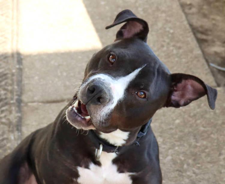 Gus, Young Male American Staffordshire Terrier