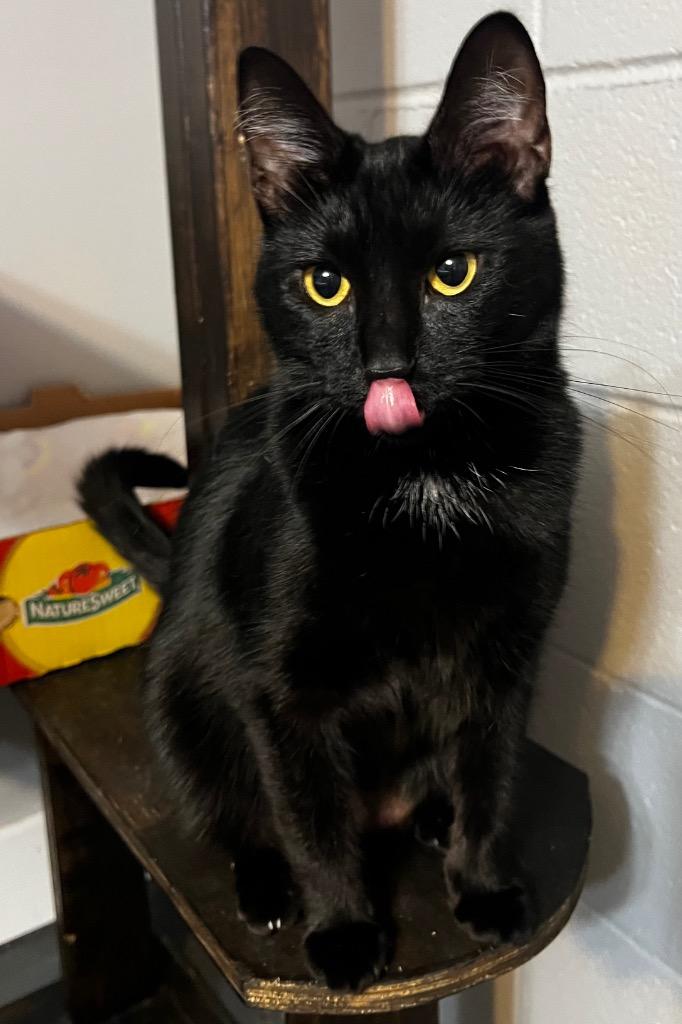 Rebel Riddle, Adoptable, Young Female Domestic Short Hair.