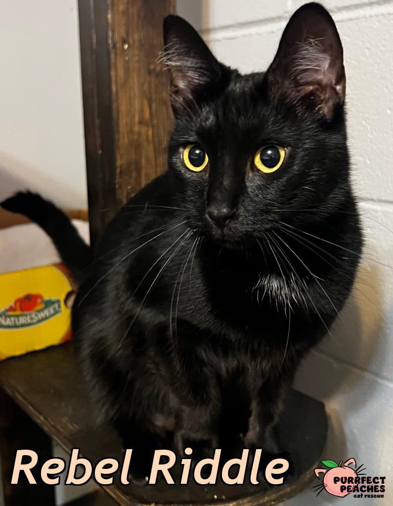 Rebel Riddle, a Adoptable mixed breed in Douglasville, GA image 2/3