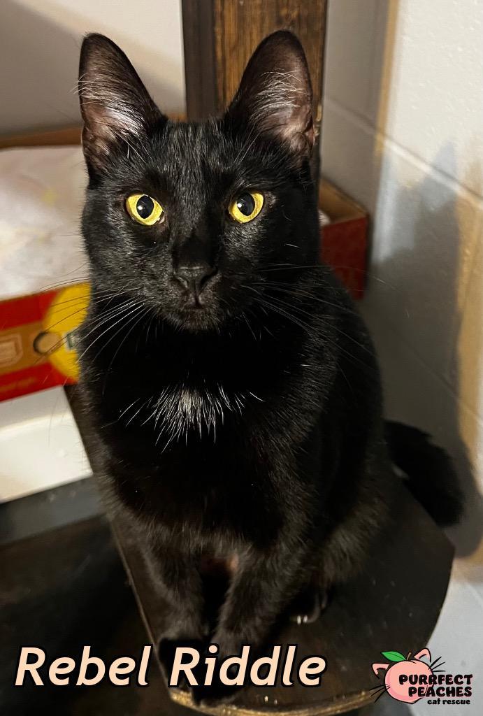 Rebel Riddle, a Adoptable mixed breed in Douglasville, GA image 3/3