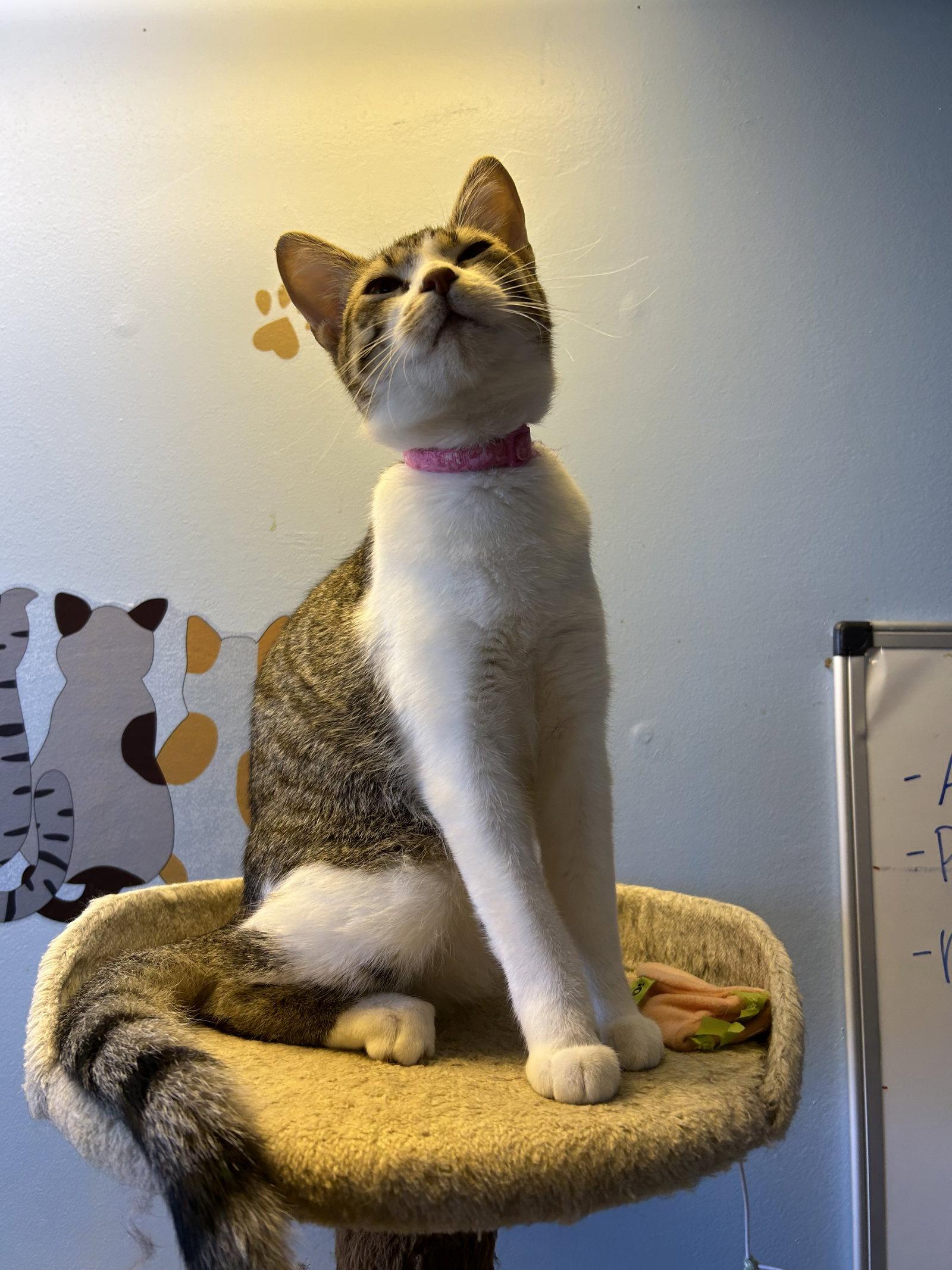 Eggroll, a Adoptable Domestic Short Hair in Steeleville, IL image 1/3
