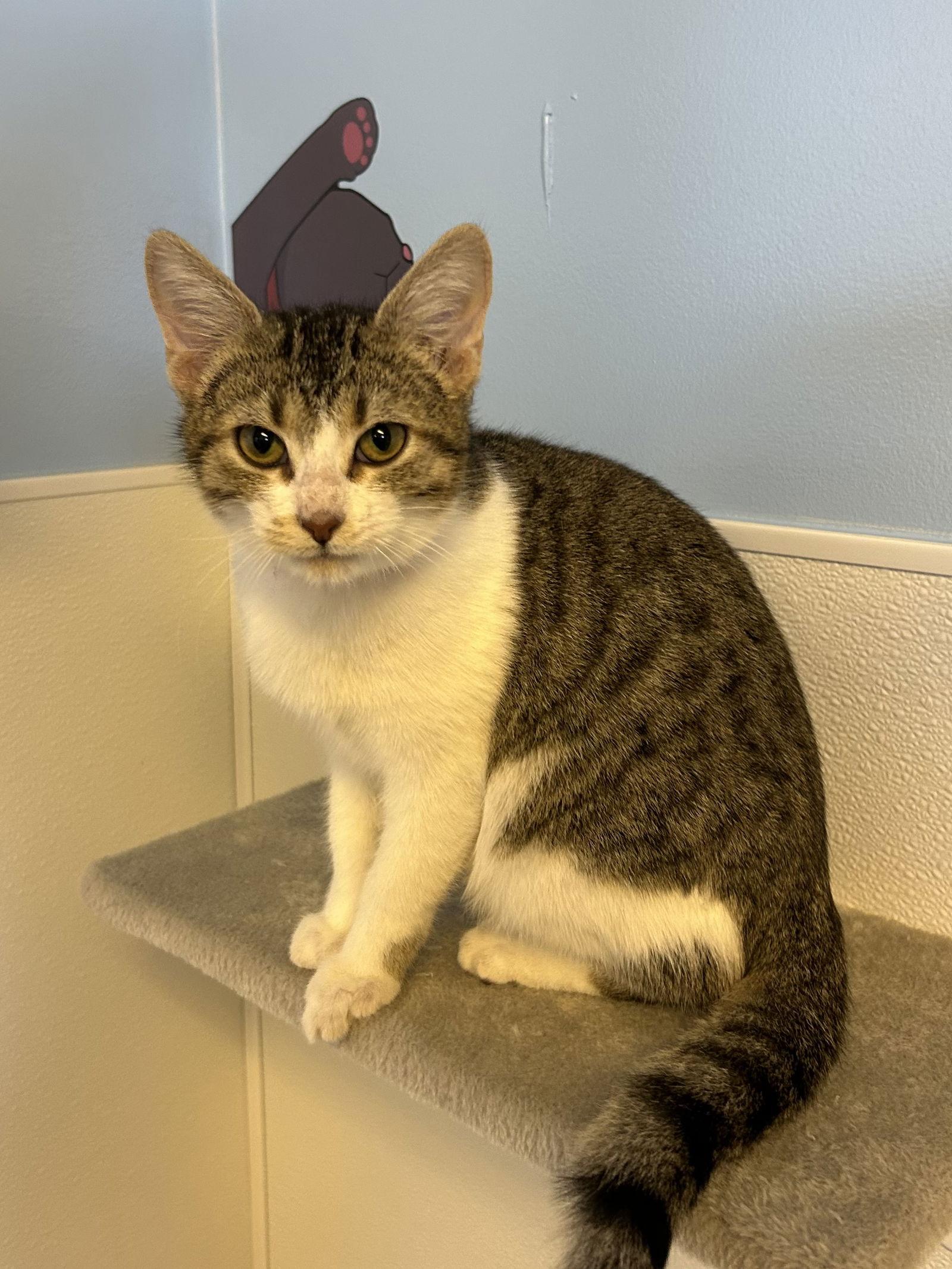 Eggroll, a Adoptable Domestic Short Hair in Steeleville, IL image 1/2