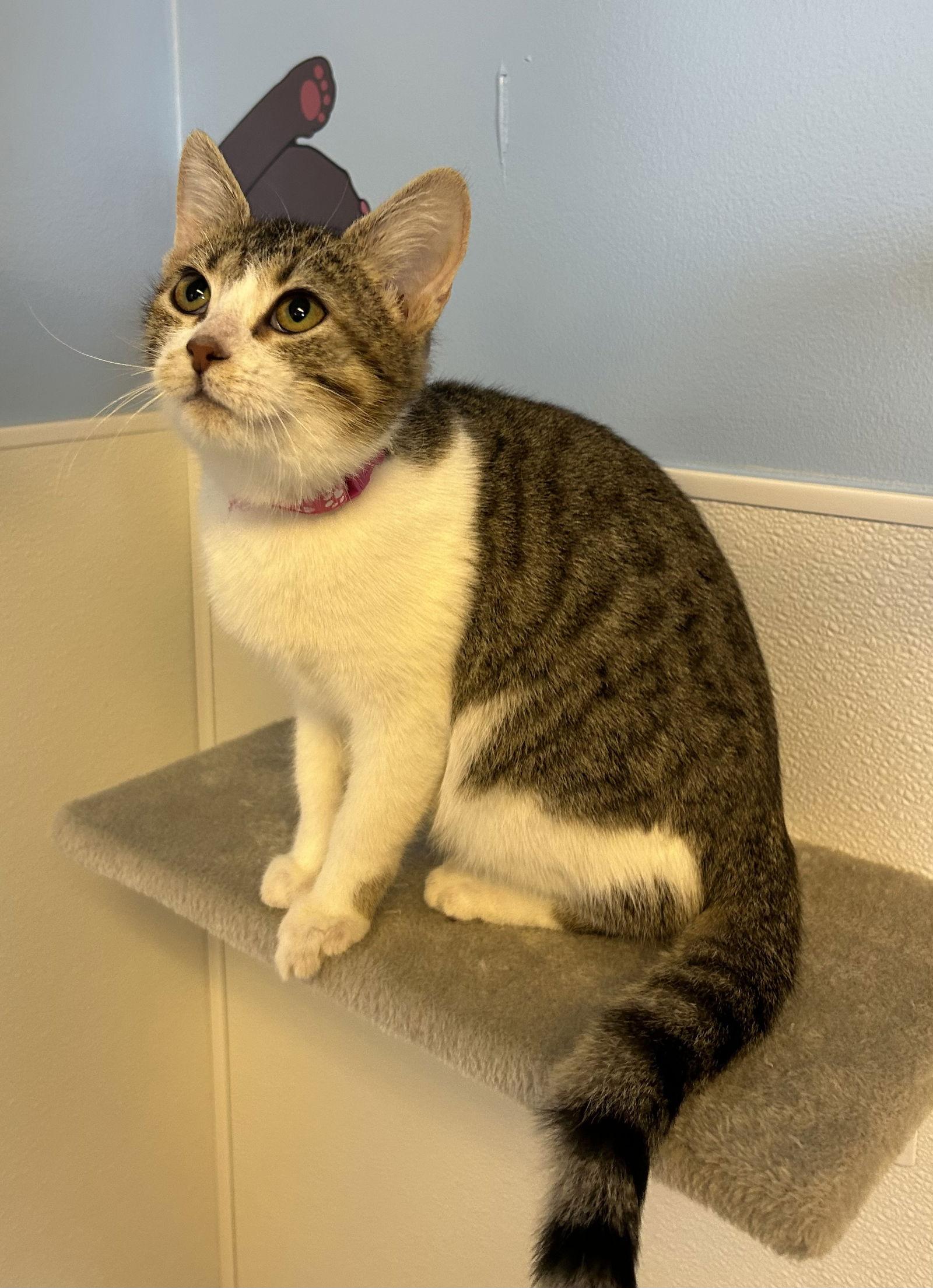 Eggroll, a Adoptable Domestic Short Hair in Steeleville, IL image 2/2