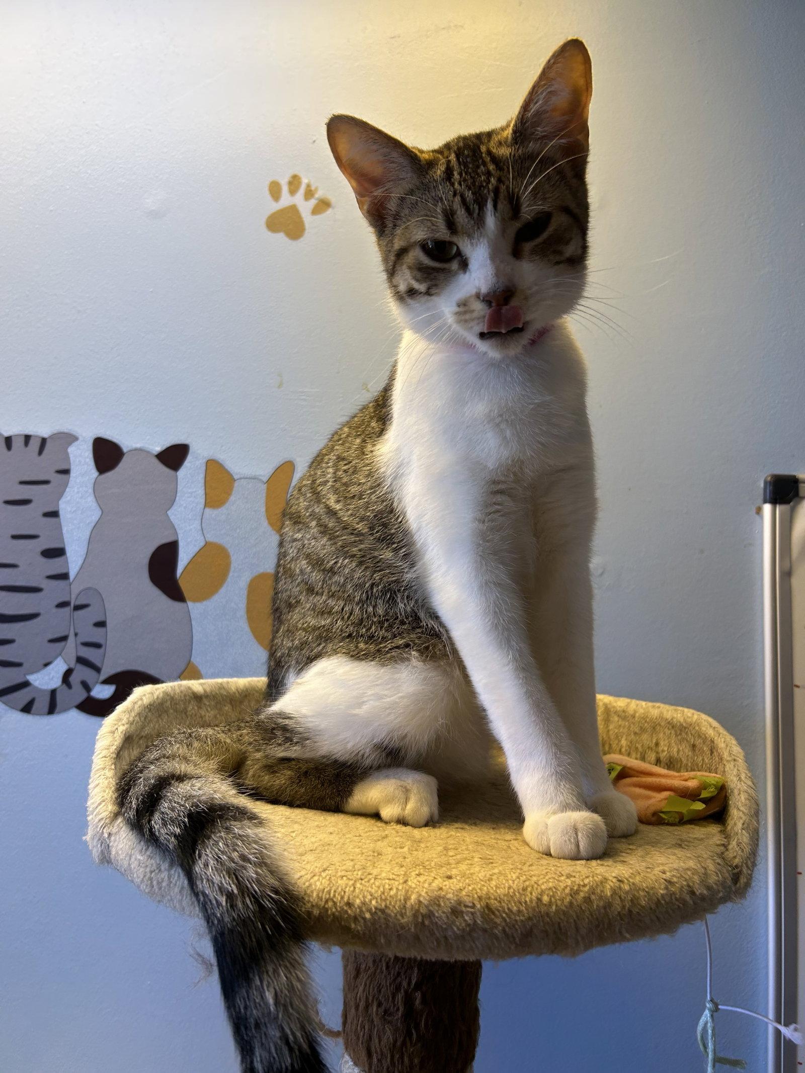 Eggroll, a Adoptable Domestic Short Hair in Steeleville, IL image 2/3