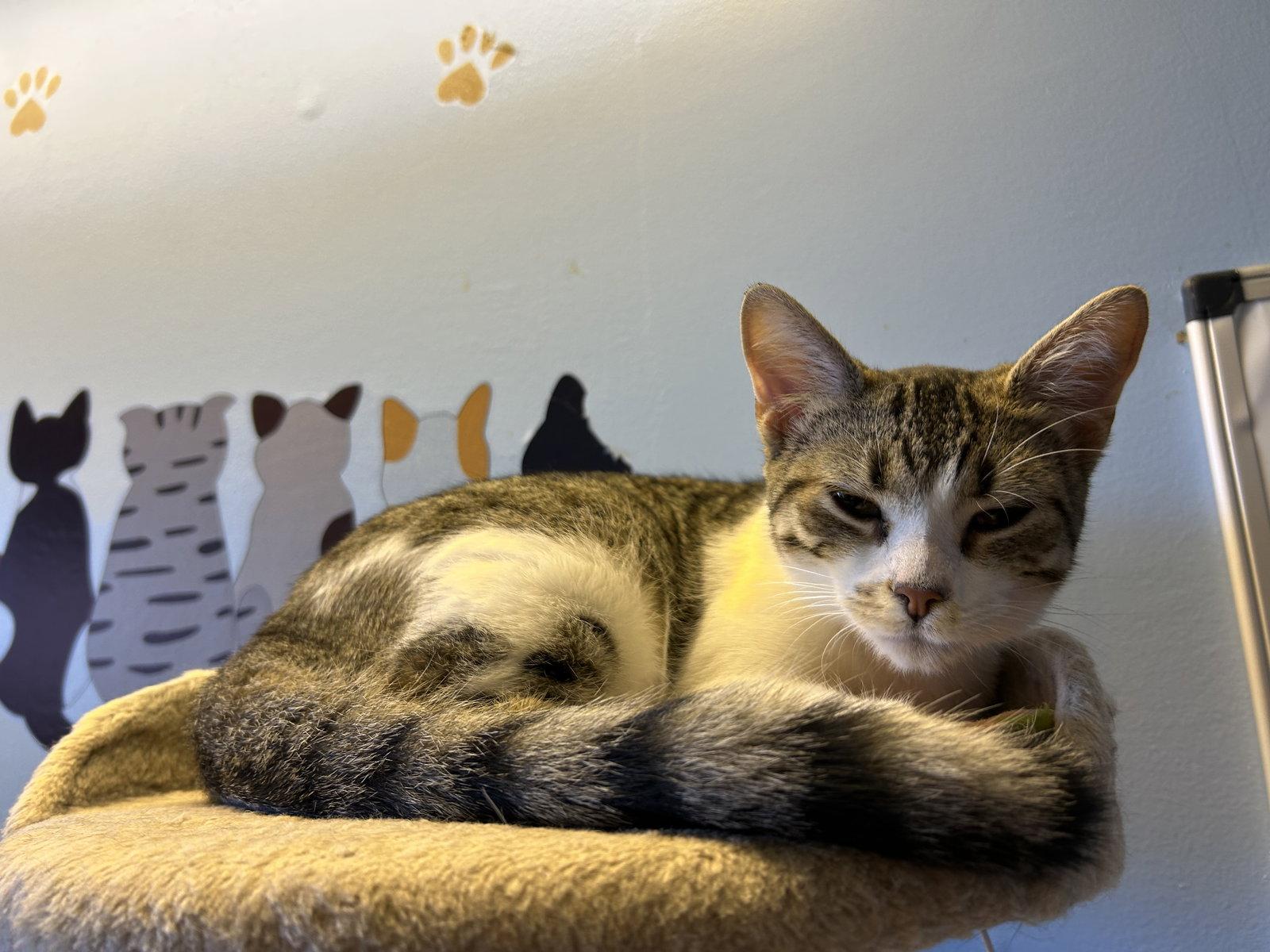 Eggroll, a Adoptable Domestic Short Hair in Steeleville, IL image 3/3