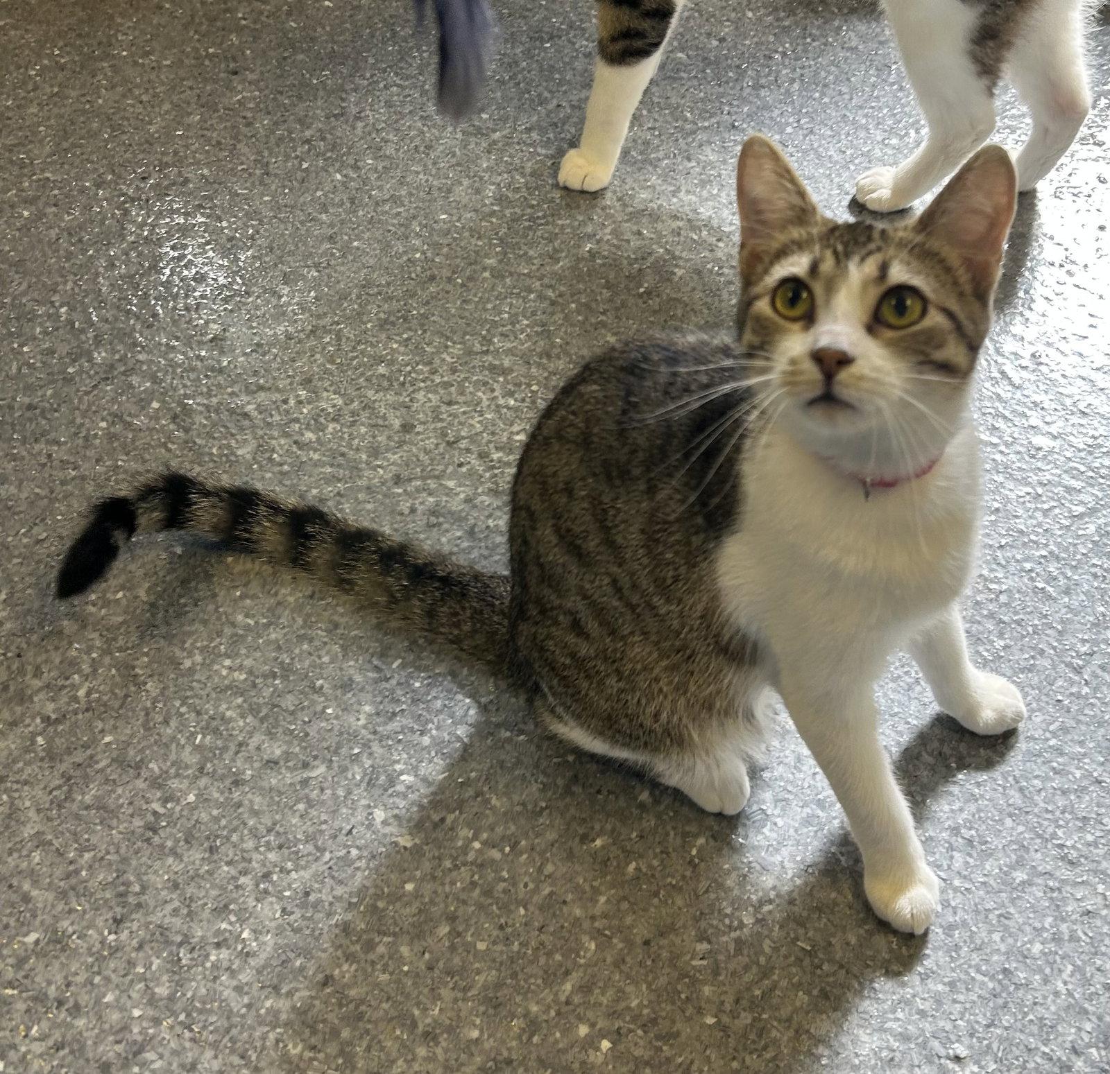 Enlarge Eggroll, a Adoptable Domestic Short Hair in Steeleville, IL image 3/3