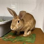 Sienna, ADOPTABLE, Adult Female New Zealand.