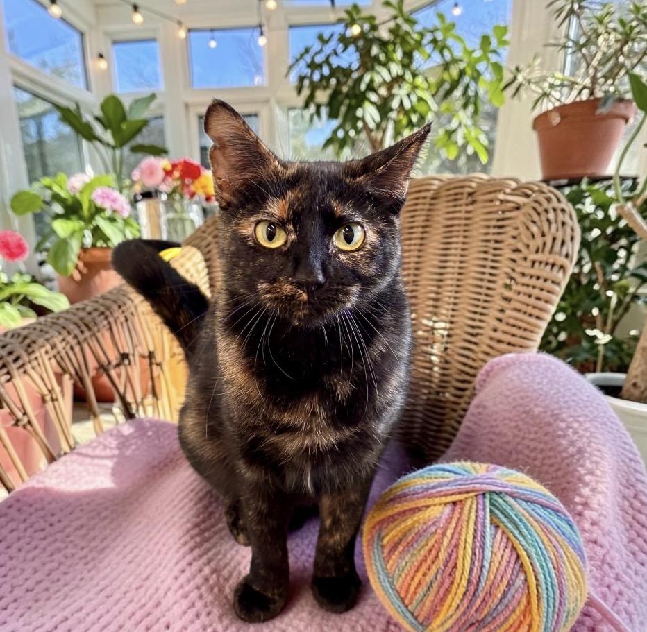 Enlarge Noreen, a Adoptable Tortoiseshell in Perry, IA image 3/3