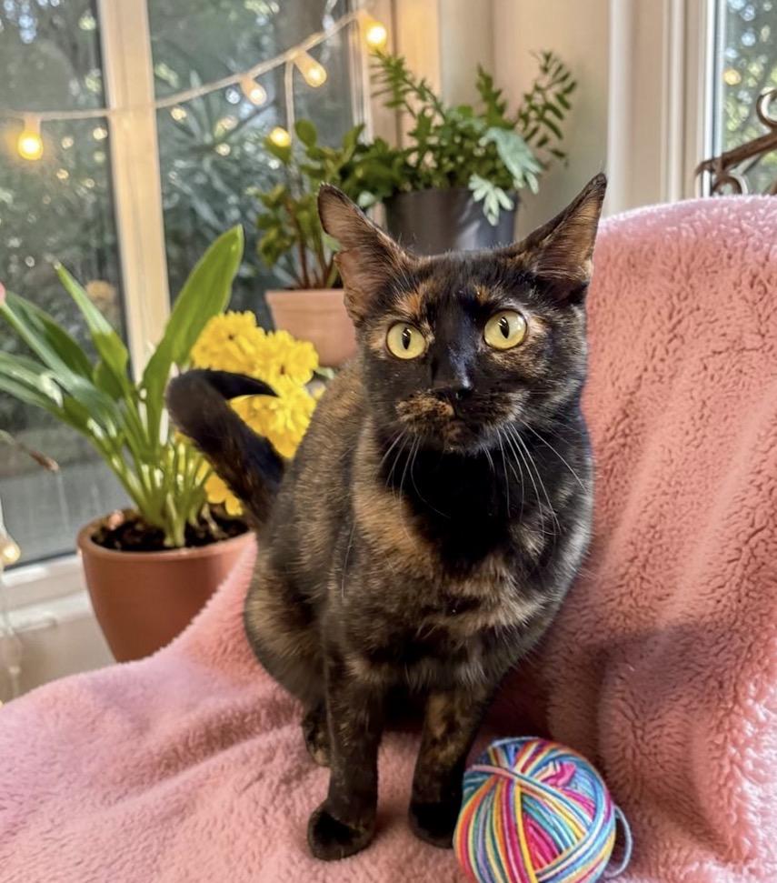 Enlarge Noreen, a Adoptable Tortoiseshell in Perry, IA image 2/3