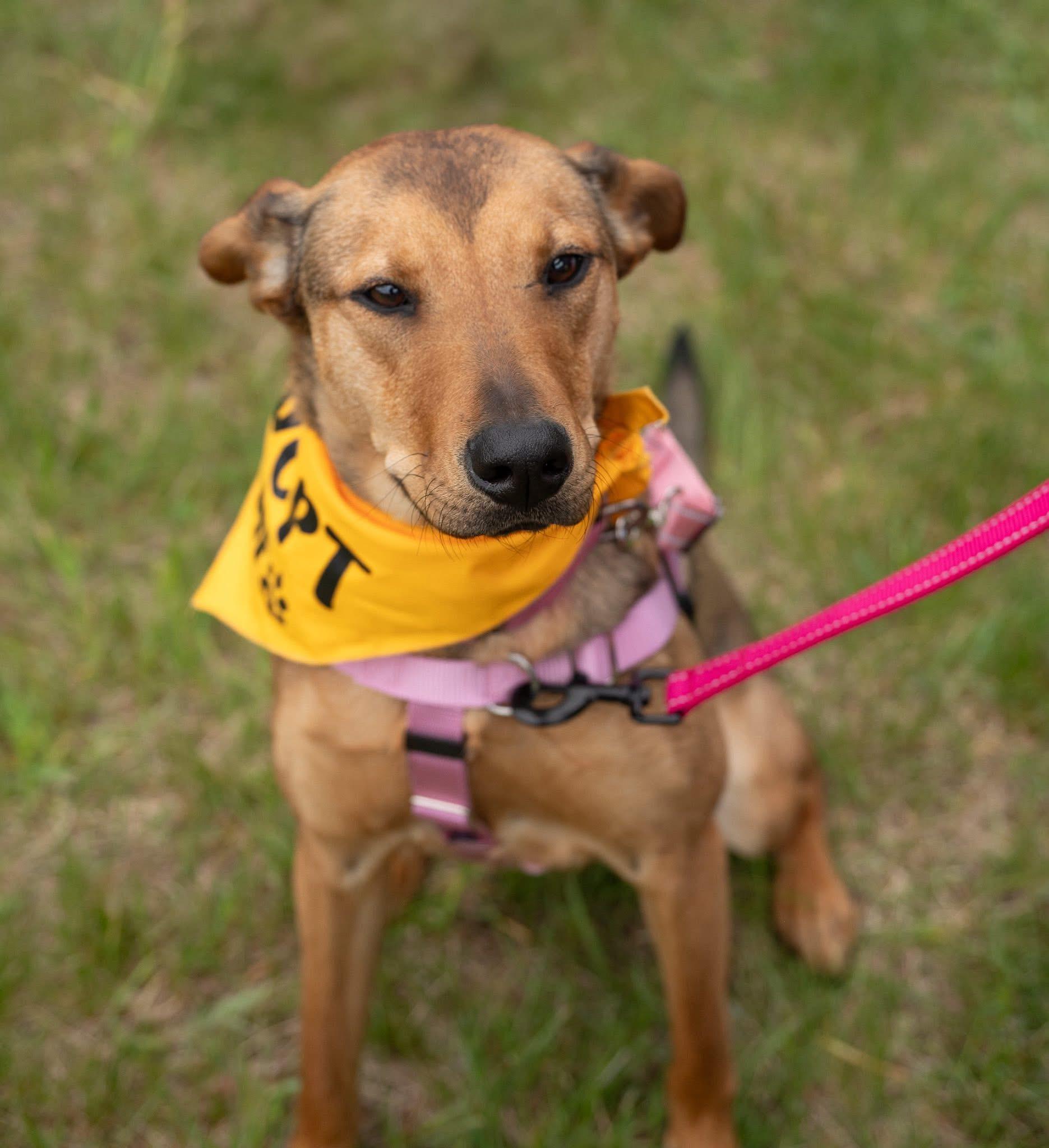 Beep, an adoptable mixed breed in Hopkinton, MA image 3/6