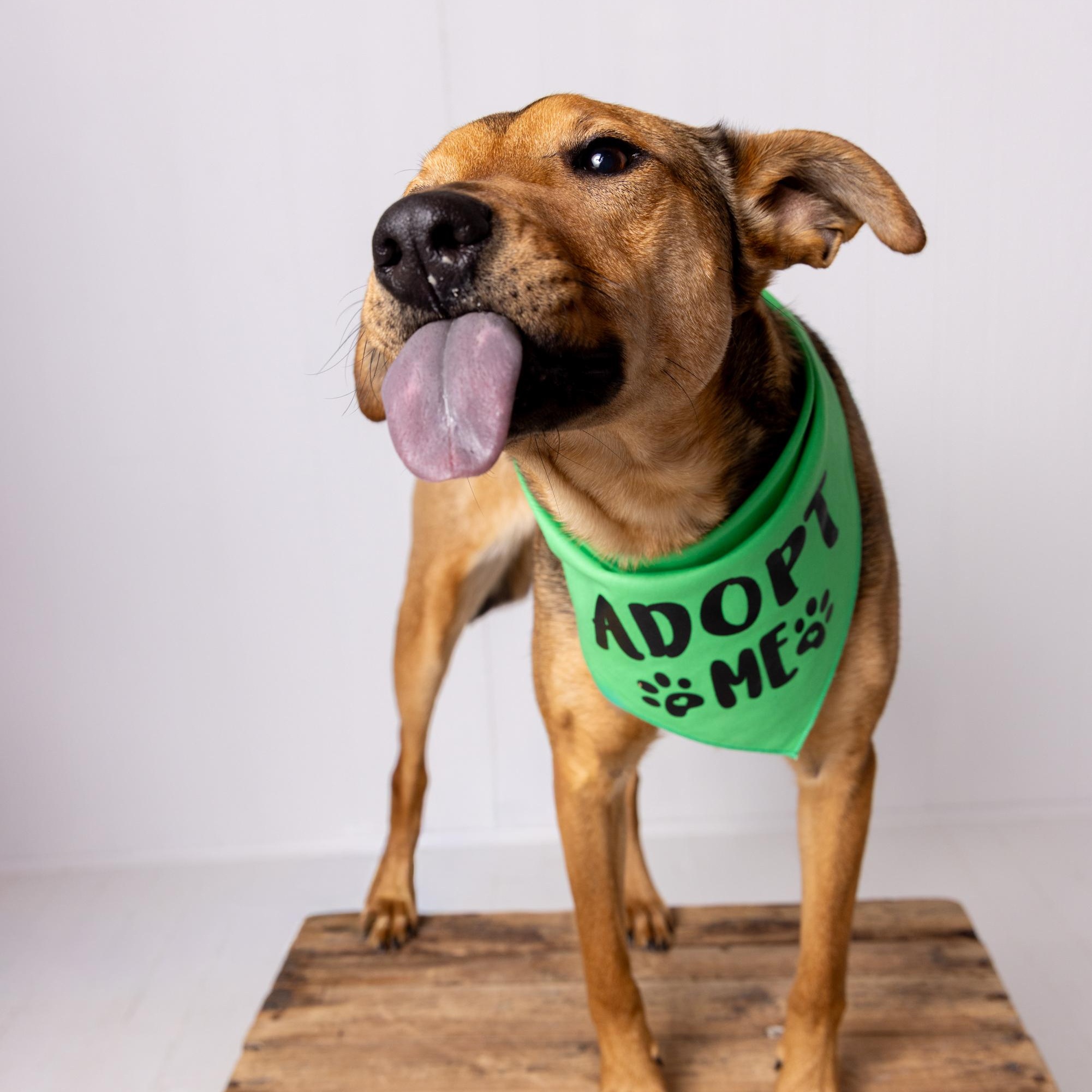 Beep, adoptable, Puppy Female Shepherd.