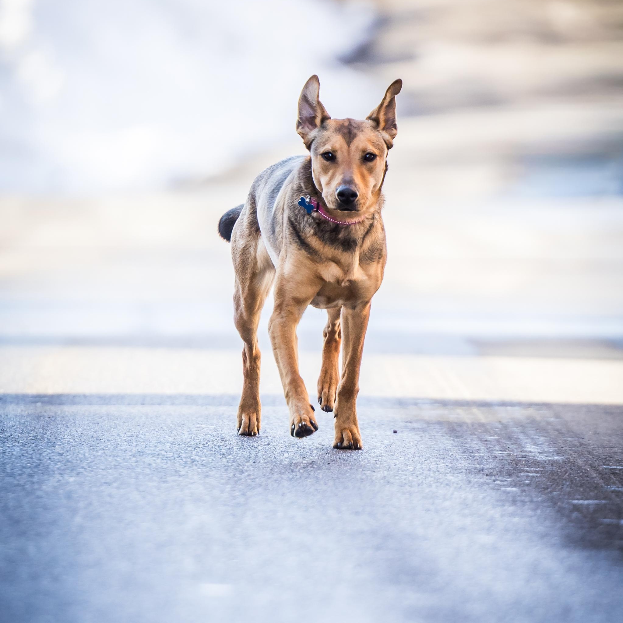 Enlarge Beep, an adoptable mixed breed in Hopkinton, MA image 5/6