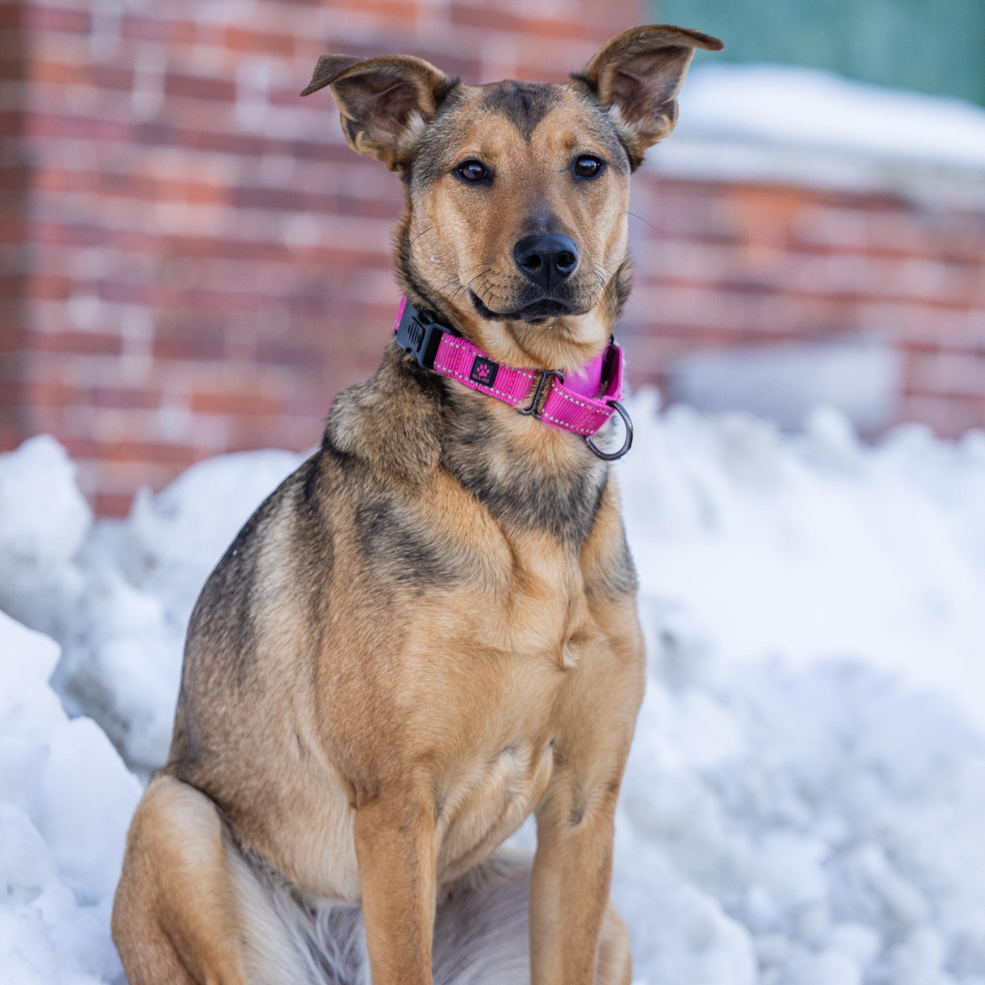 Enlarge Beep, an adoptable mixed breed in Hopkinton, MA image 3/6