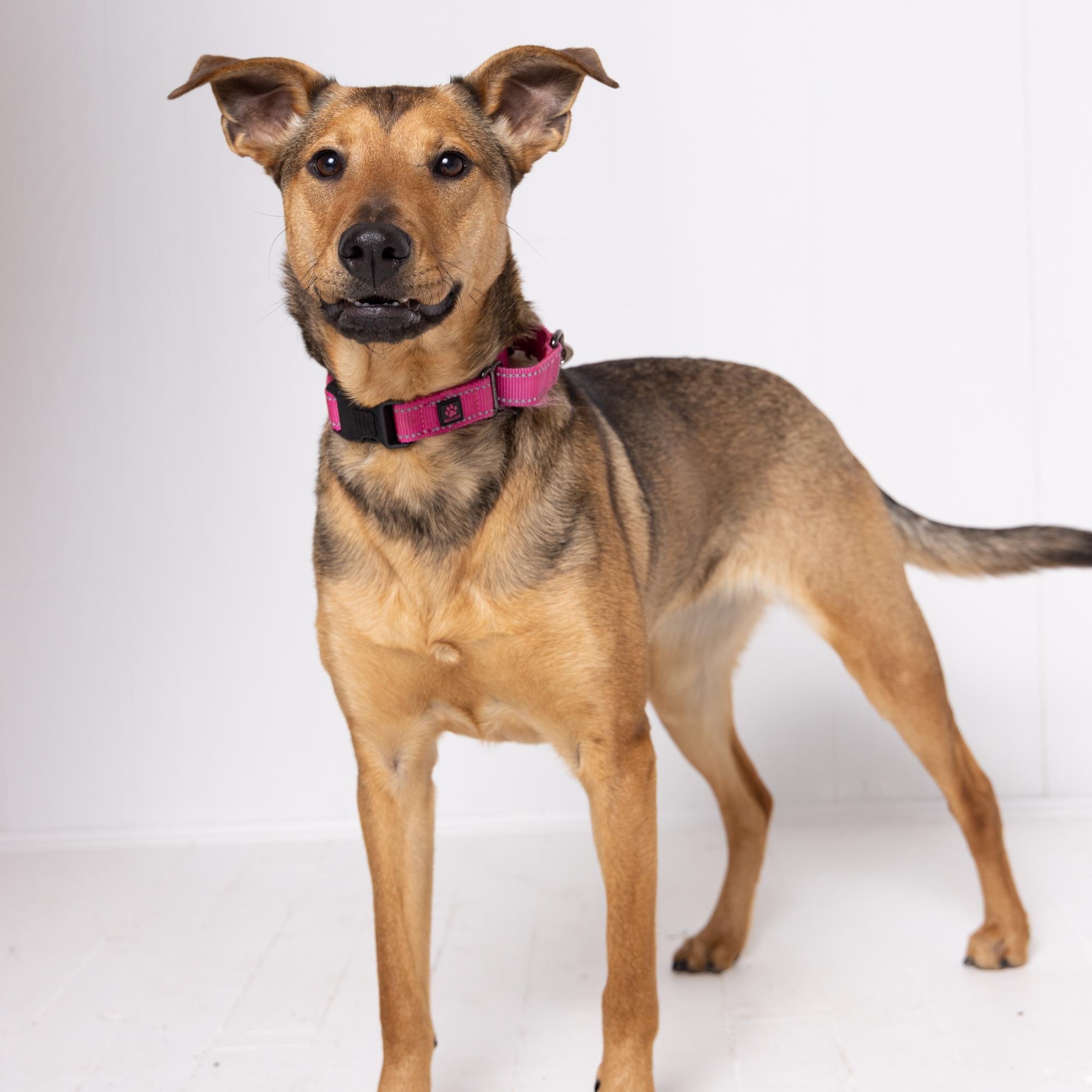 Enlarge Beep, an adoptable mixed breed in Hopkinton, MA image 6/6