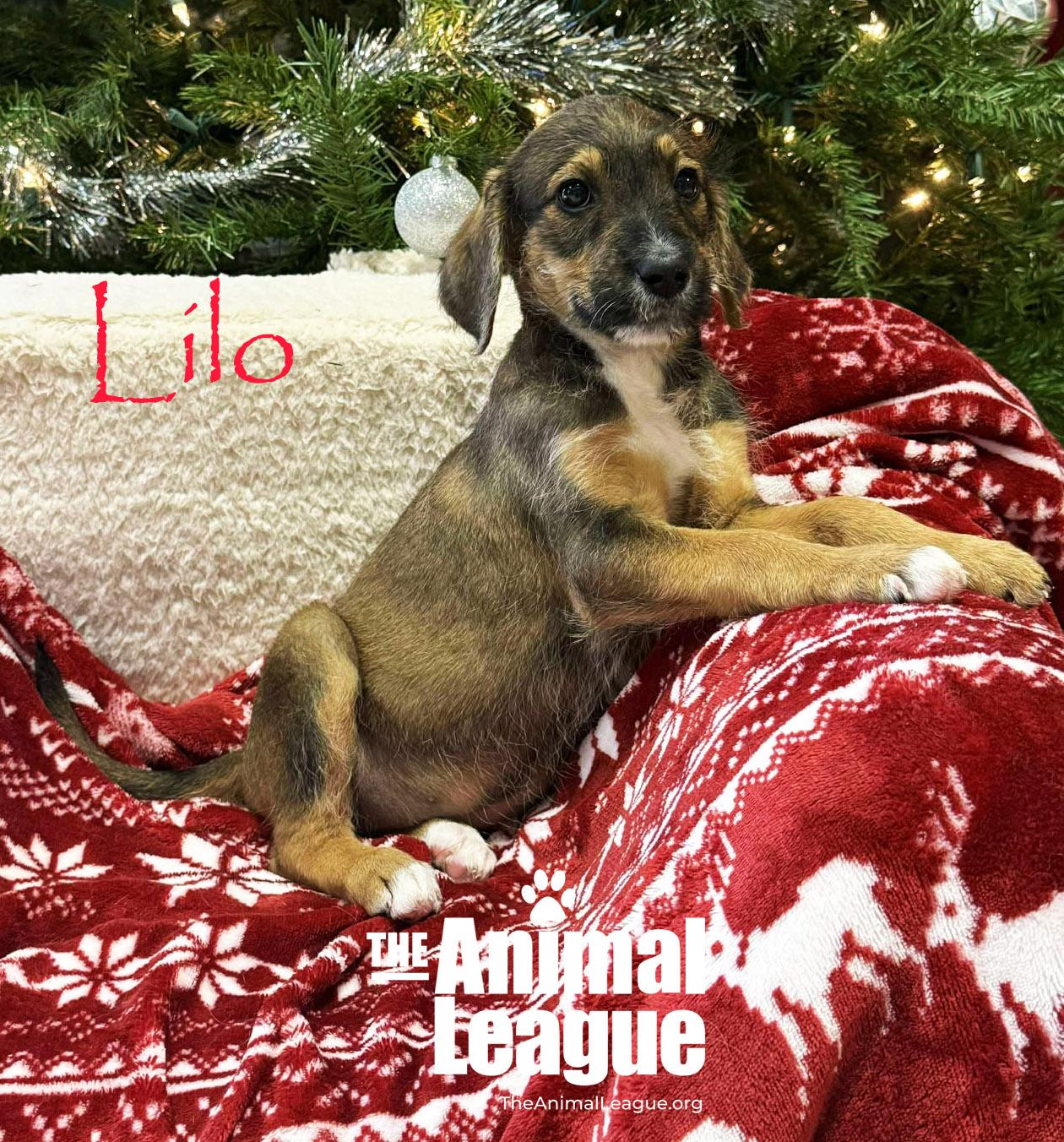 Lilo, ADOPTABLE, Puppy Female Jack Russell Terrier & Poodle.
